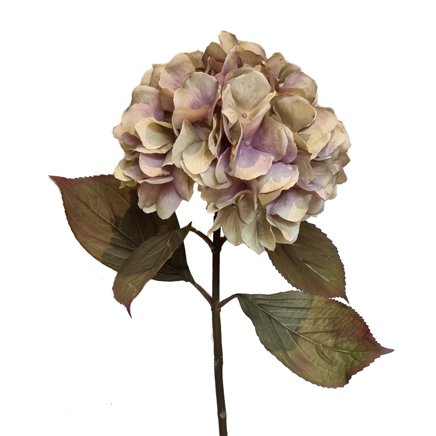 Hydrangea Single Stem, Green