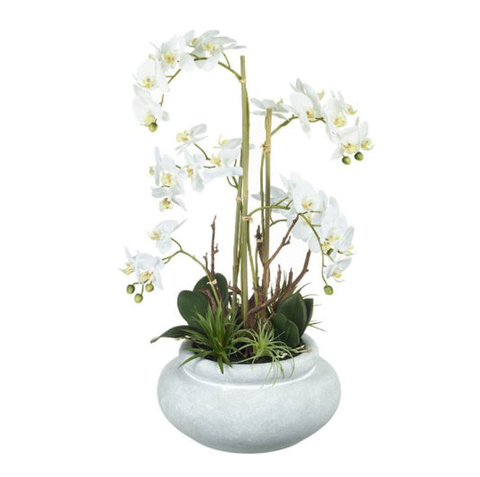 Large Potted Phalaenopsis Orchid