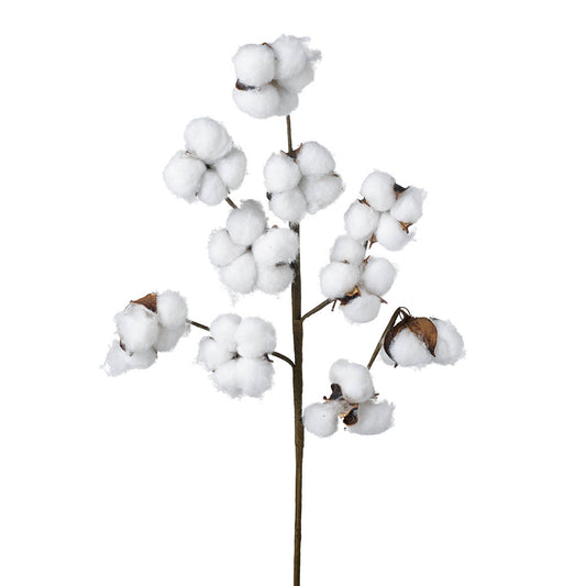 Cotton Stem, Single Stems