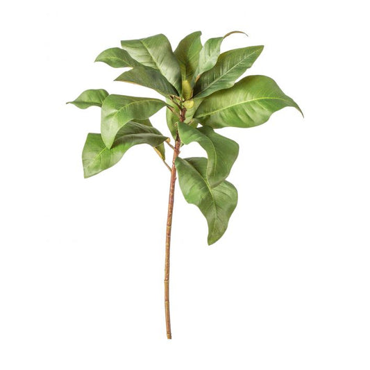 Magnolia Spray, Foliage