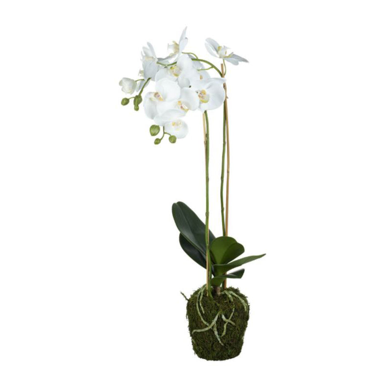 White Phalaenopsis Orchid in Soil White