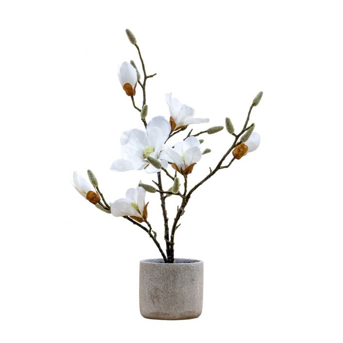 Potted Magnolia, White
