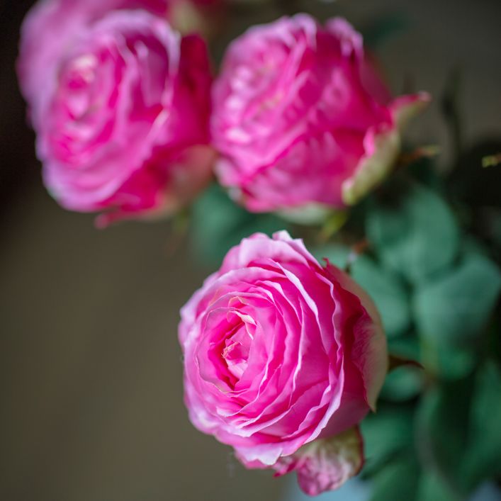 Rose Stem 370mm, Pink
